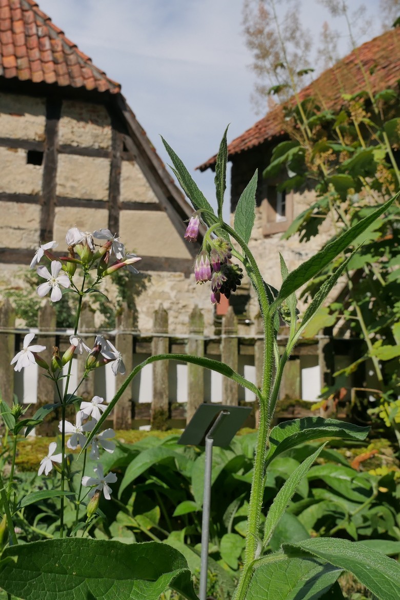 Blick in einen kleinen Garten. Im Hintergrund befindet sich ein kleines alte Fachwerkhaus und ein Stall.