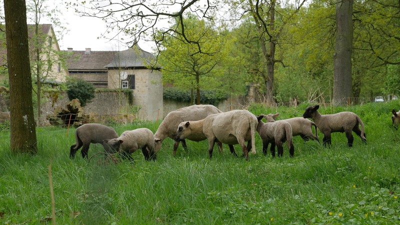 Zwei Mutter-Schafe und fünf Lämmer grasen auf einer Wiese vor dem Kloster Dalheim. Foto: LWL