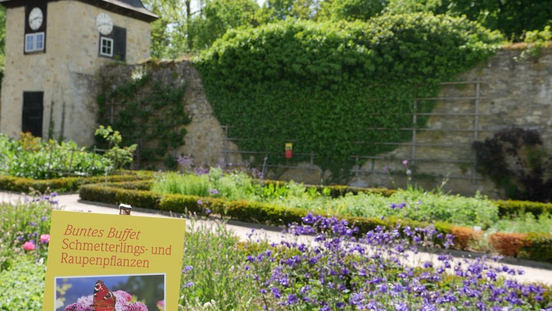 Der Konvengarten des Klosters Dalheim. Im Vordergrund steht ein gelb-rotes Ausstellungsschild zum Thema Schmetterlingspflanzen, im Hintergrund ist die Klostermauer mit Gartenhaus zu sehen.